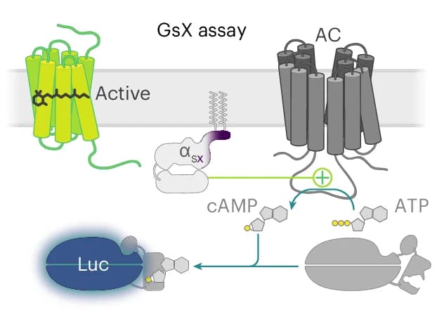 Open access visualization of Workflow, Illustration, OptoGPCRs, Ga-protein, GsX Assay