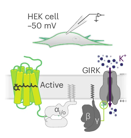 Open access visualization of Illustration, Workflow, Pathway, HEK Cells, OptoGPCRs