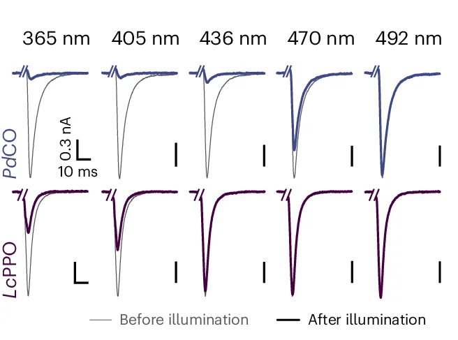 Open access visualization of Line Plot, EPSC, Illumination, Wavelengths, Photon Flux Density