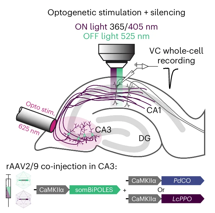 Open access visualization of Workflow, Illustration, Experimental Design, Bidirectional Optogenetic Control, Synaptic Transmission