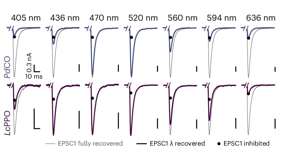Open access visualization of Line Plot, EPSC, OptoGPCR, Autaptic Neurons, Light Sensitivity