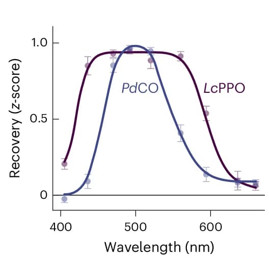 Open access visualization of Line Plot, Error Bars, EPSC, Light-Induced Recovery, Wavelength Sensitivity