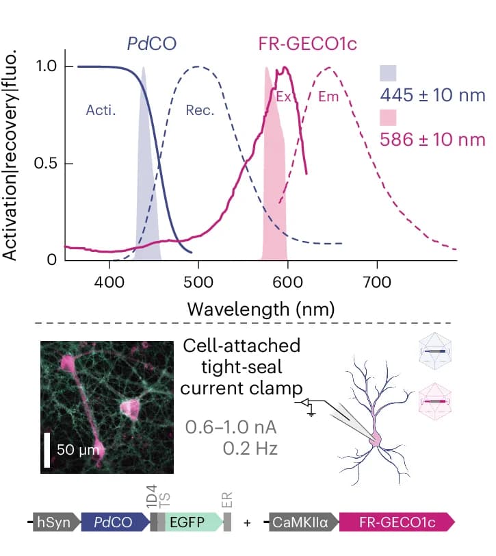 Open access visualization of Line Plot, Microscopy, Illustration, Spectra, Pd CO