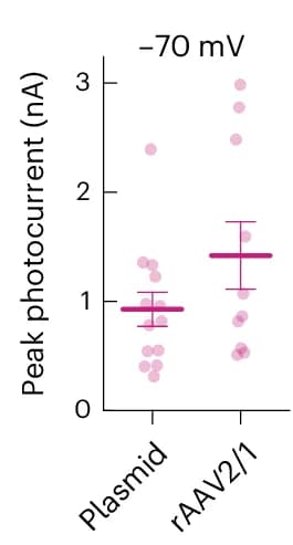 Open access visualization of Scatter Plot, Error Bars, Photocurrent Amplitudes, Cells, Calcium Phosphate Transfection