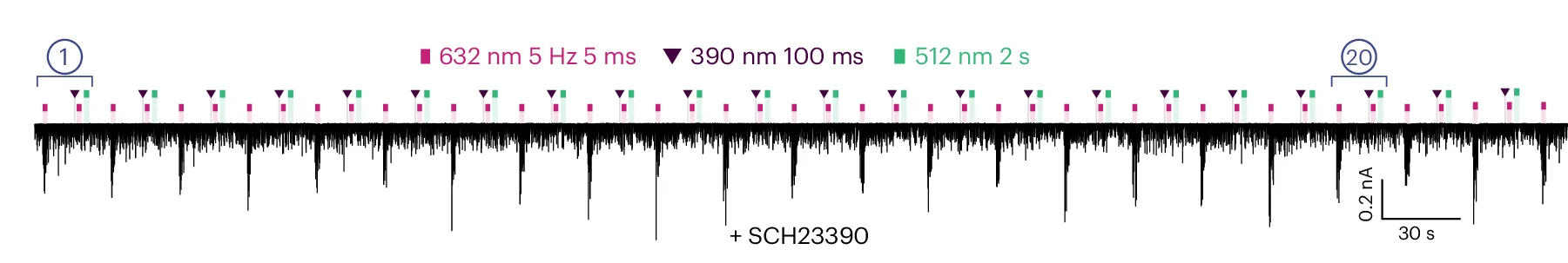 Open access visualization of Line Plot, Postsynaptic Cell, Red Light Application, PSCs, Pd CO