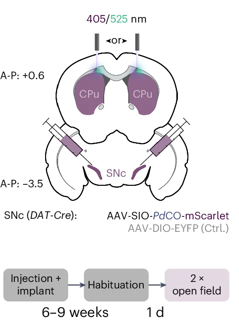 Open access visualization of Workflow, Illustration, Experimental Setup, Timeline, Nigrostriatal Pathway