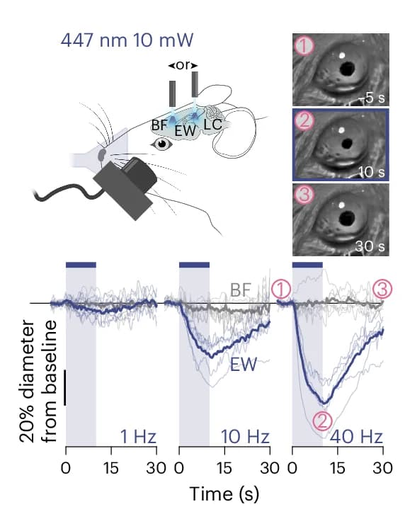 Open access visualization of Line Plot, Photo, Illustration, Pupil Experiment, Laser Stimulation