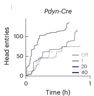 Open access visualization of Line Step, Head Entries, Experimental Condition, Pdyn-Cre Mice