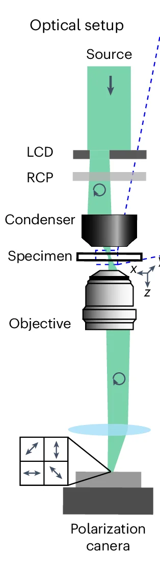 Open access visualization of Workflow, Illustration, Microscope, LCD, Oblique Illumination