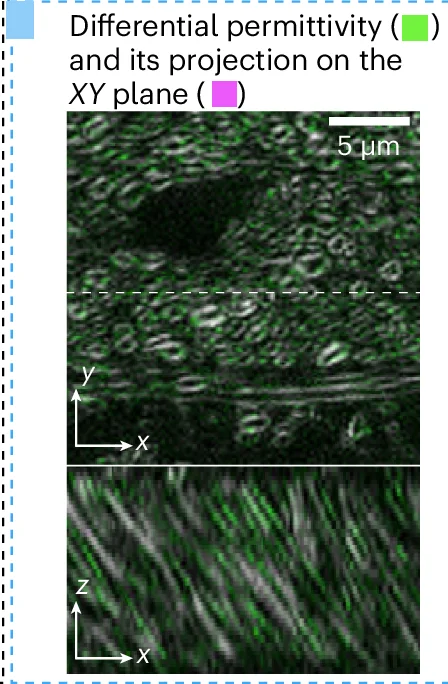 Open access visualization of Microscopy, Differential Permittivity, Axons