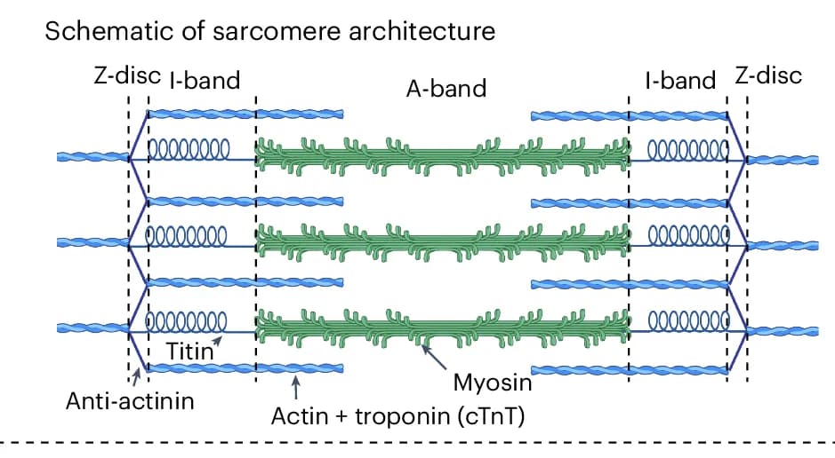Open access visualization of Illustration, Workflow, Sarcomere Architecture, Molecular Components, Schematic