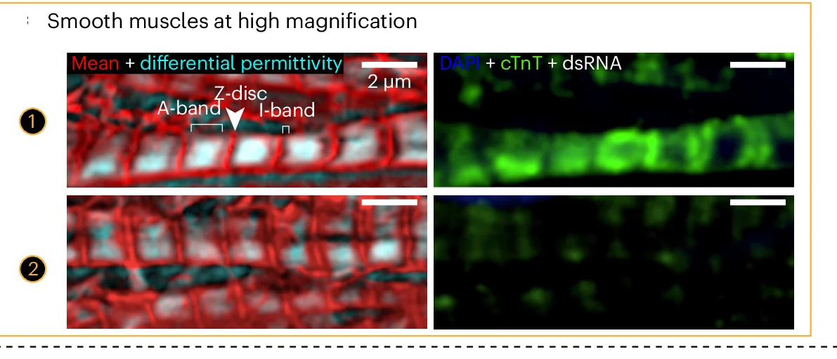 Open access visualization of Microscopy, iPS Cell-Derived CMs, Label-Free Channel, Mean Permittivity, Differential Permittivity