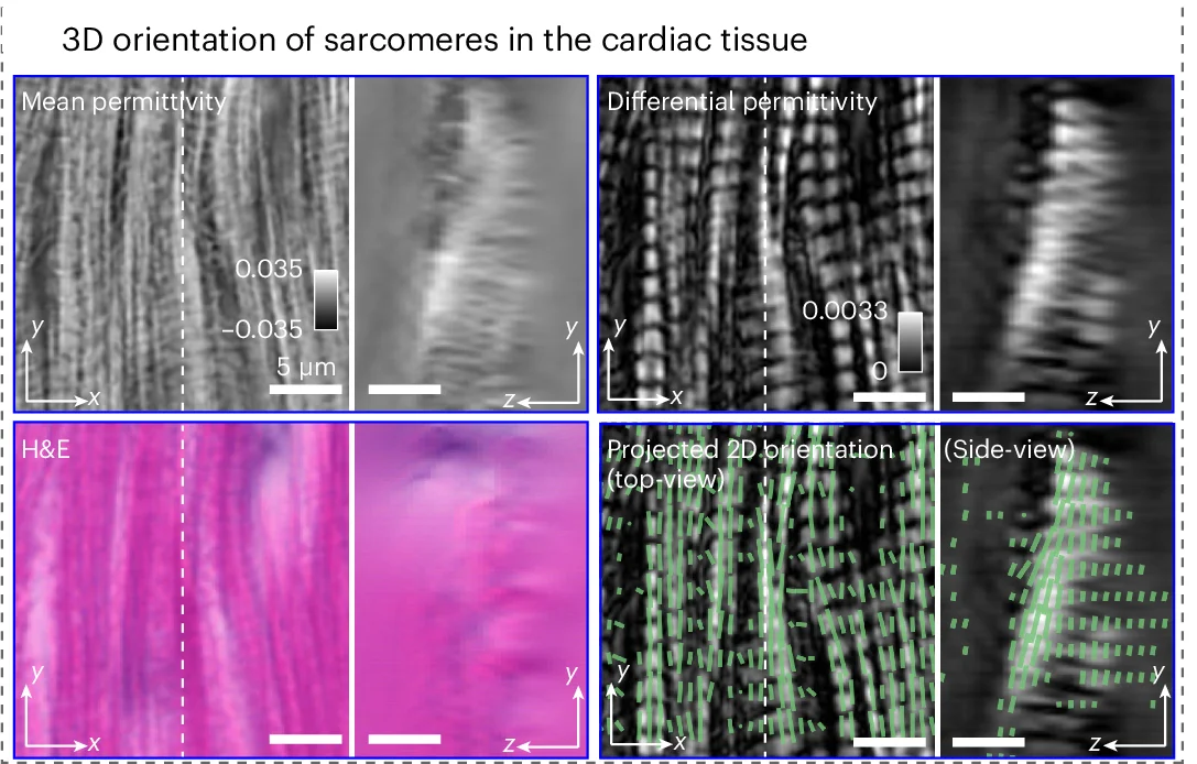 Open access visualization of Microscopy, Photo, Orthogonal Slices, Mean Permittivity, Differential Permittivity