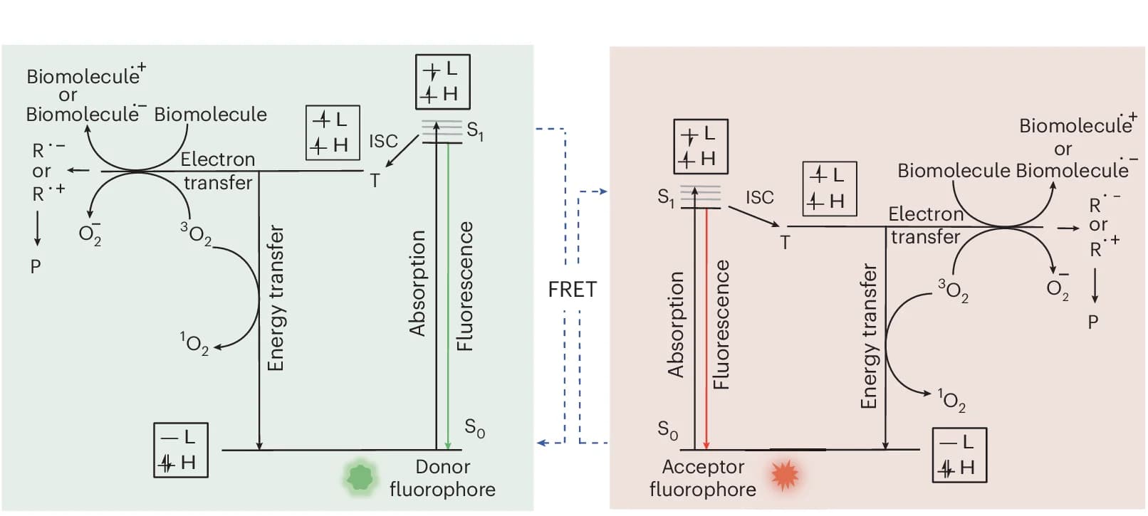 Open access visualization of Workflow, Flowchart, Illustration, Jablonski Diagram, Donor Fluorophore