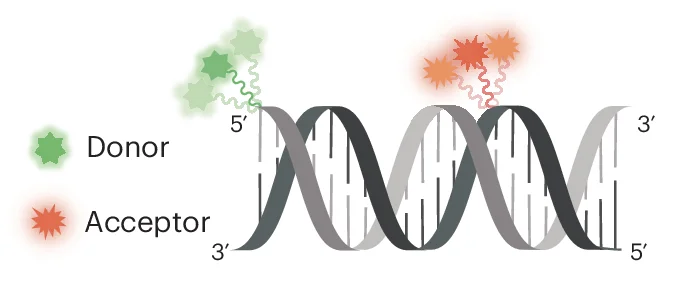 Open access visualization of Illustration, DNA Duplex, Donor Dye, Acceptor Dye