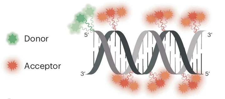 Open access visualization of Illustration, DNA Duplexes, Donor Fluorophore, Acceptor Fluorophore