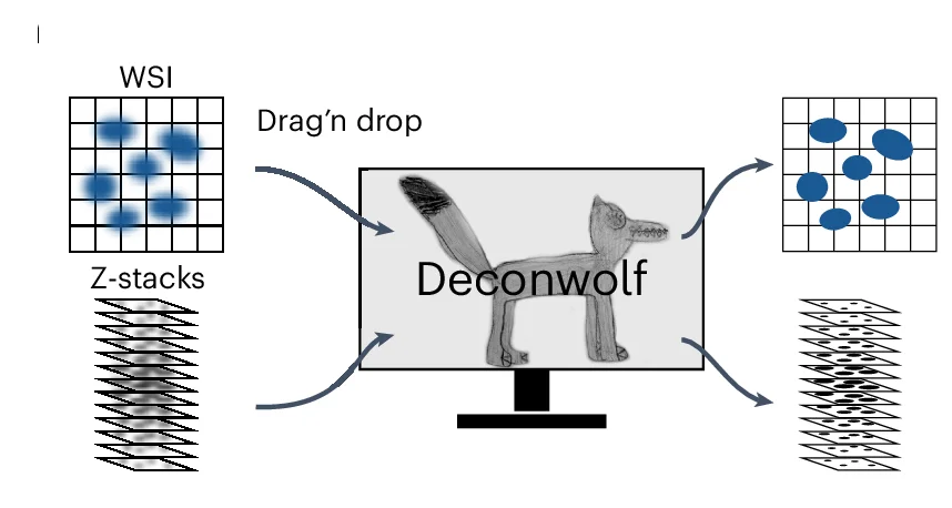 Open access visualization of Workflow, Illustration, Deconwolf Workflow, Whole-Slide Image