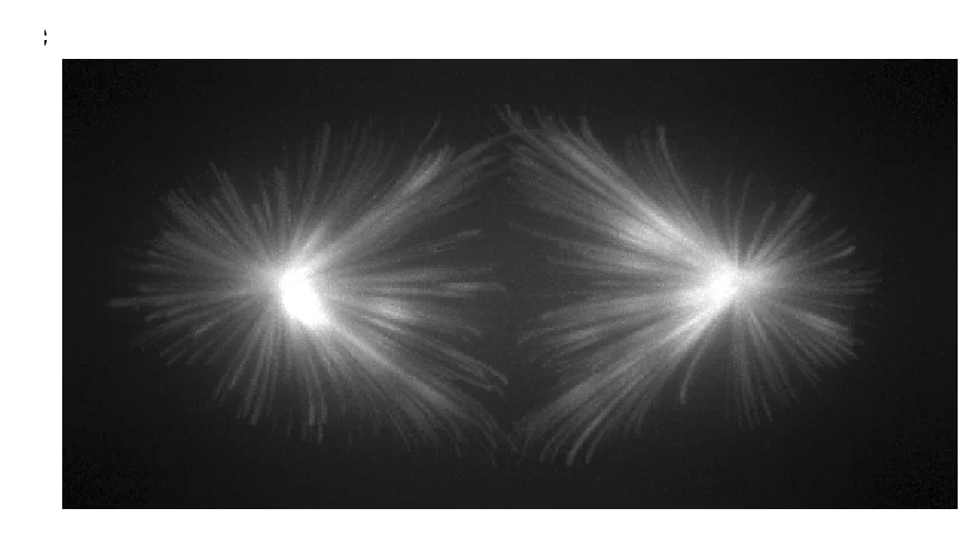 Open access visualization of Microscopy, Microtubule Images, Artificial Noise, Z-Projection