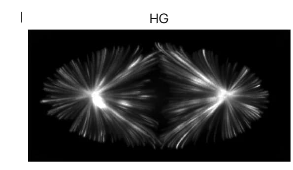 Open access visualization of Microscopy, Huygens Professional, Deconvolution