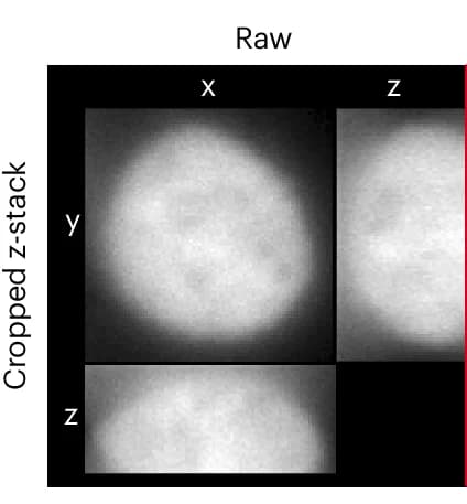 Open access visualization of Microscopy, Projections, HAP1 Cell, Nucleus, Z-Stack Image