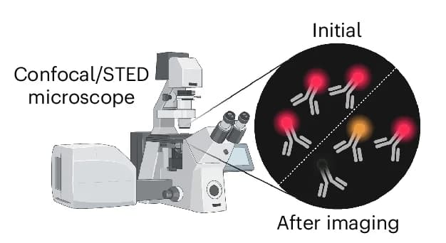 Open access visualization of Microscopy, Illustration, Photobleaching, Photoconversion, Fluorophores