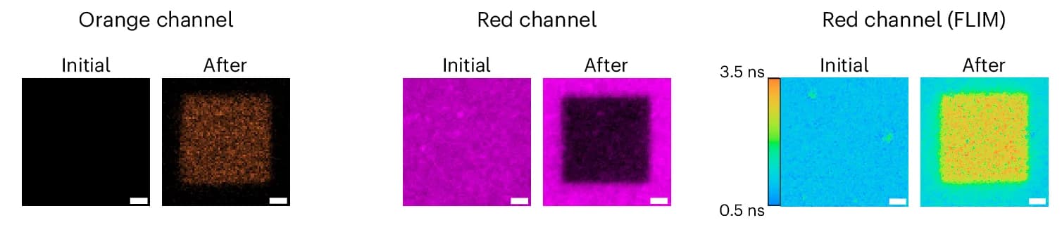Open access visualization of Microscopy, Photoblueing, Photobleaching, Fluorescence Lifetime, Antibody-conjugated Fluorophores