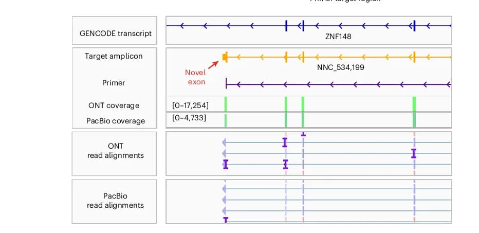 Open access visualization of Illustration, Terminal Exon, ONT Amplicon Reads, IGV Track, PacBio