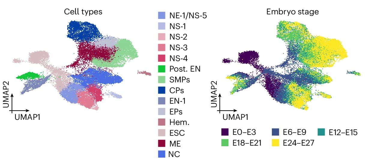 Open access visualization of Scatter Plot, UMAP, UMAP Embedding, Embryoid Body Cells, Cluster Annotation