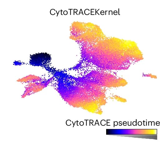 Open access visualization of Scatter Plot, UMAP, Pseudotimes, CytoTRACEKernel