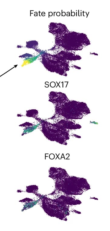 Open access visualization of Scatter Plot, UMAP, PCA, UMAP Embedding, Fate Probabilities