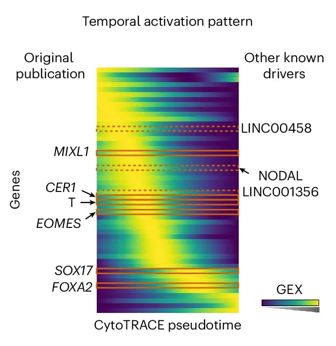 Open access visualization of Heatmap, Gene Expression, CytoTRACE Pseudotime, Lineage-Correlated Genes, Pseudotime Peak