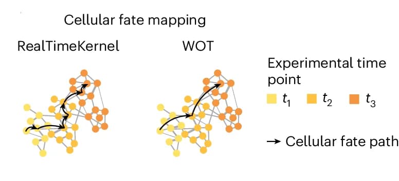 Open access visualization of Network, Pathway, RealTimeKernel, Time-Point Information, State Transitions