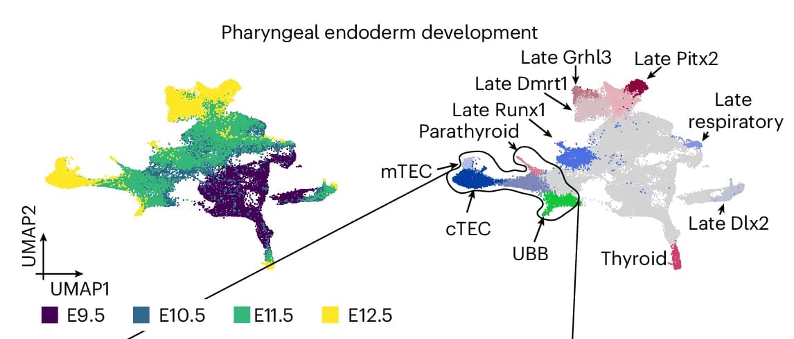Open access visualization of UMAP, UMAP Embedding, Pharyngeal Organ Development, Embryonic Day, Cell Type Annotation