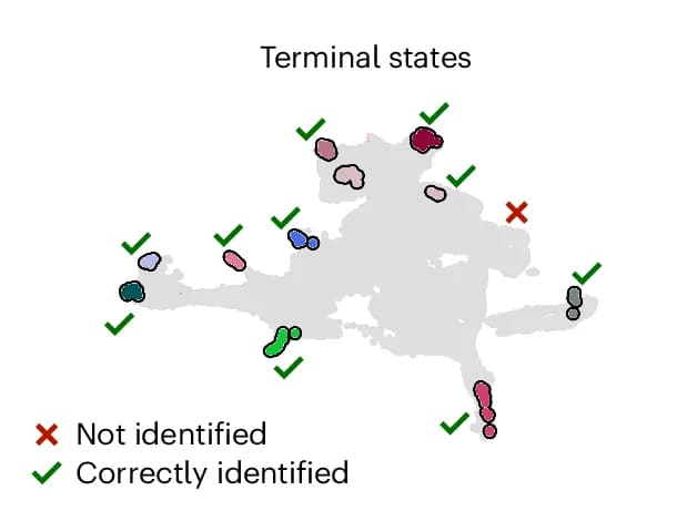Open access visualization of UMAP, RealTimeKernel, CellRank 2, Terminal States, mTECs
