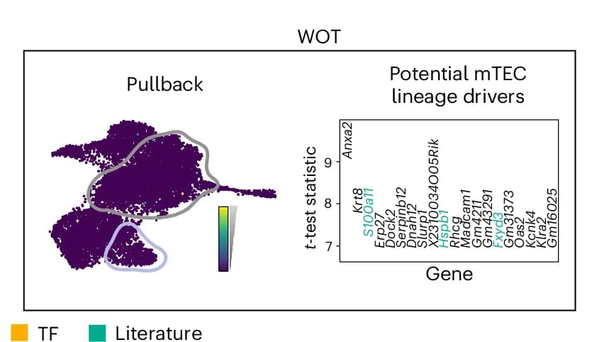 Open access visualization of Scatter Plot, Bar Plot, Fate Probabilities, mTEC Terminal State, Lineage-Correlated Genes