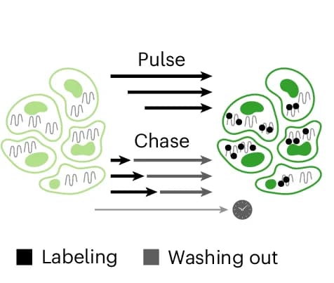 Open access visualization of Workflow, Illustration, Cells, Metabolic Labeling, Pulse-Chase Experiments