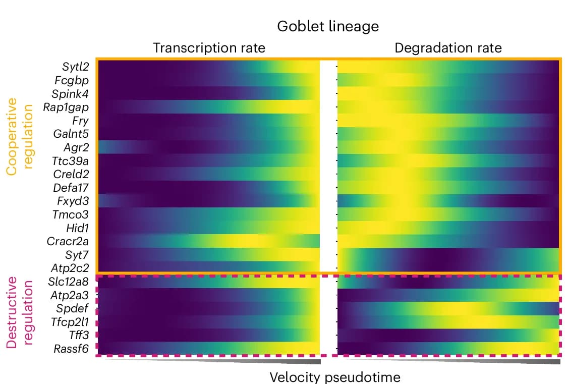 Open access visualization of Heatmap, Transcription Rate, Degradation Rate, Drivers, Goblet Lineage