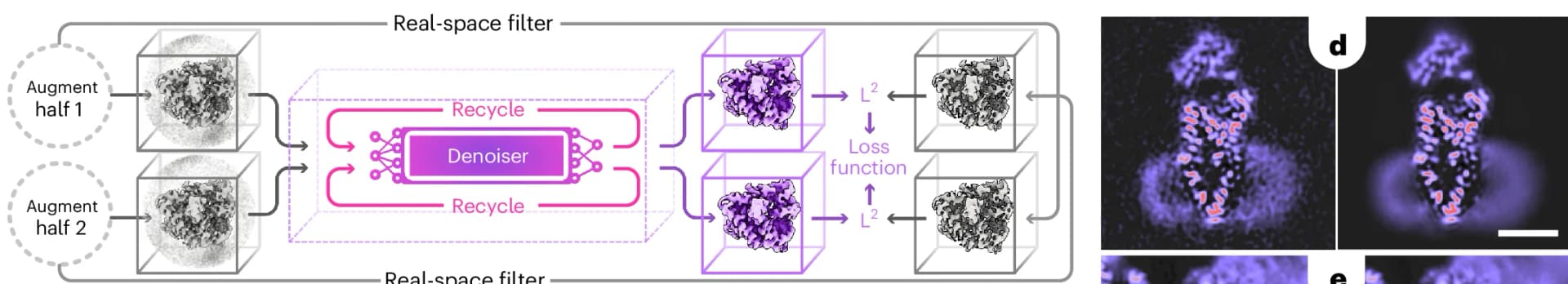 Open access visualization of Workflow, Microscopy, Illustration, Training Procedure, Half-Maps