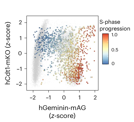 Open access visualization of Scatter Plot, FUCCI Reporters, S-Phase Progression, scEdU-seq, EdU