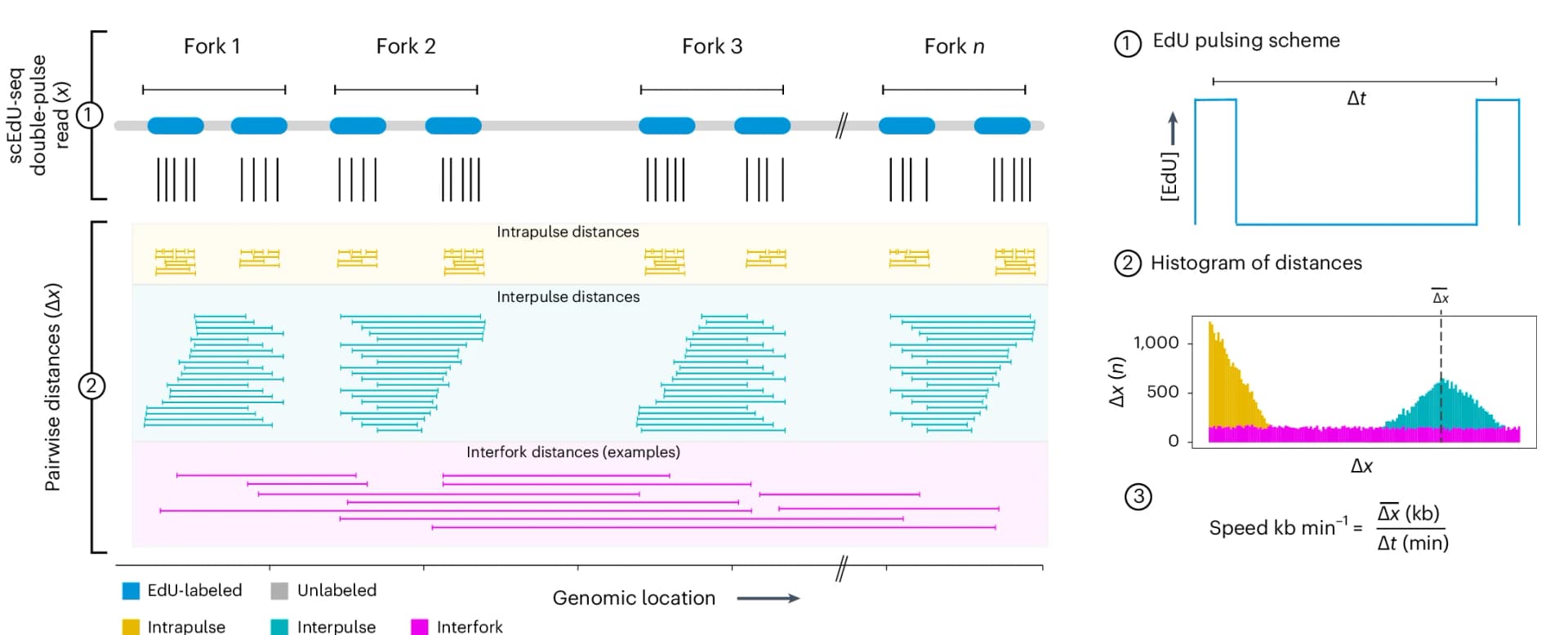 Open access visualization of Histogram, Line Plot, Workflow, Double-Pulse Labeling Scheme, Analysis