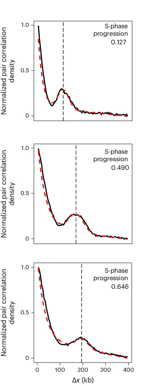 Open access visualization of Line Plot, Histogram, Single-cell pair correlations, RPE-1 Cells, S-Phase