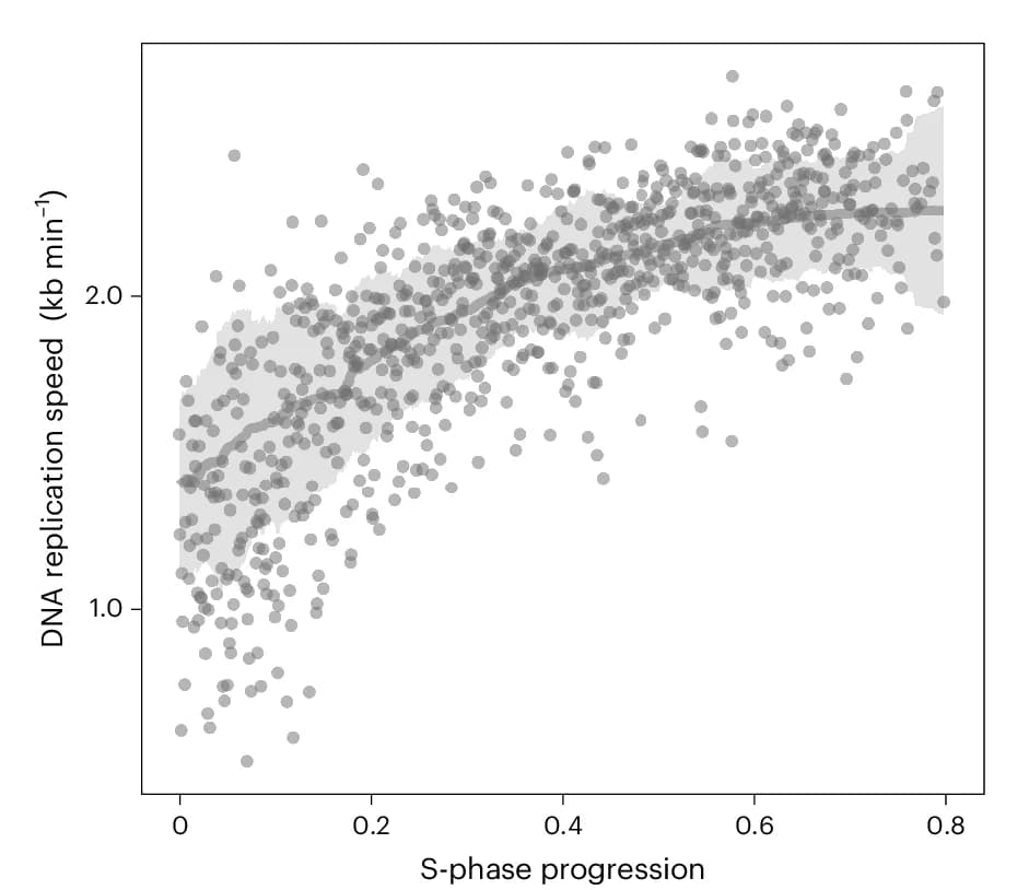 Open access visualization of Scatter Plot, Regression Plot, DNA replication speed, S Phase, RPE-1 Cells