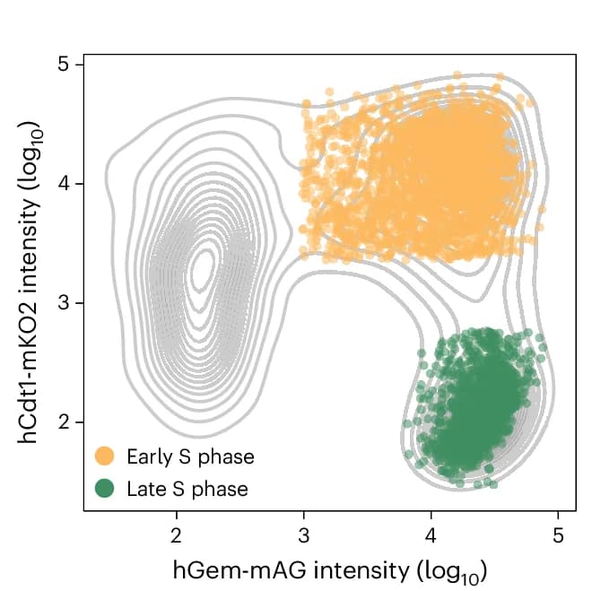 Open access visualization of Scatter Plot, Density Plot, S Phase, RPE-1 Cells, hTERT FUCCI cells