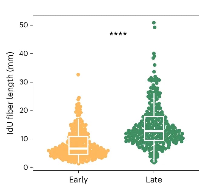 Open access visualization of Box Plot, Raincloud Plot, DNA Fiber Length, DNA Combing, IdU