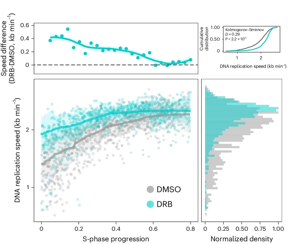 Open access visualization of Scatter Plot, Line Plot, Density Plot, DNA Replication Speed, S Phase