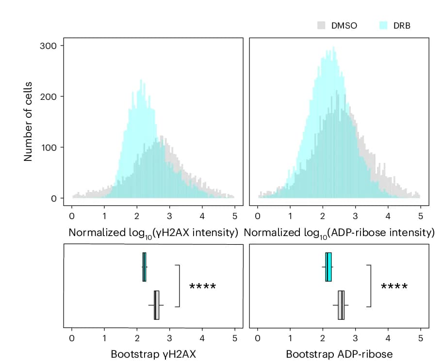 Open access visualization of Histogram, Box Plot, ADP-ribose, H2AX, DMSO-treated Cells