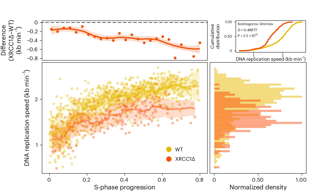 Open access visualization of Scatter Plot, Line Plot, Density Plot, DNA Replication Speed, S Phase