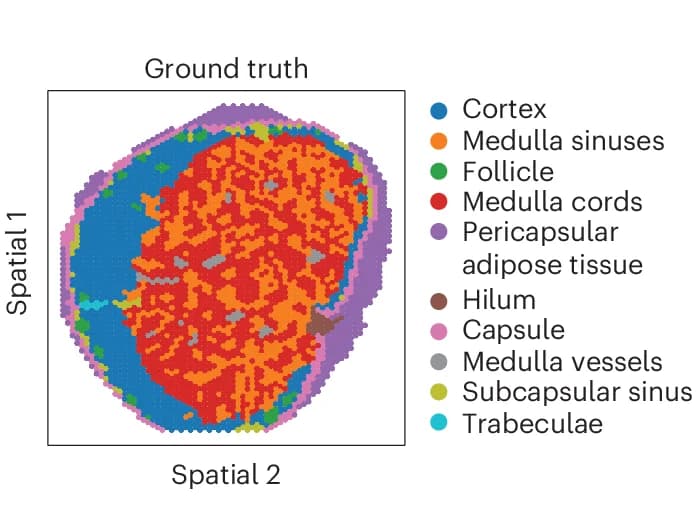 Open access visualization of Scatter Plot, UMAP, Manual Annotation, Human Lymph Node, Sample