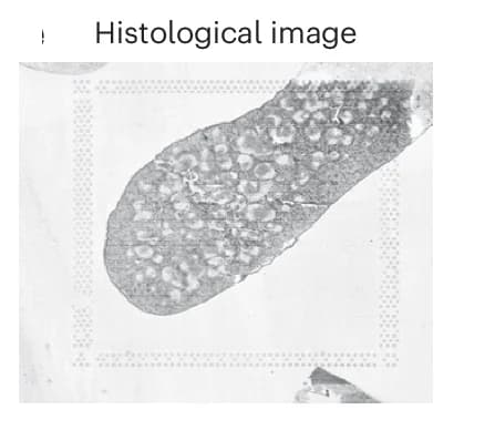 Open access visualization of Microscopy, Histology Image, Mouse Spleen