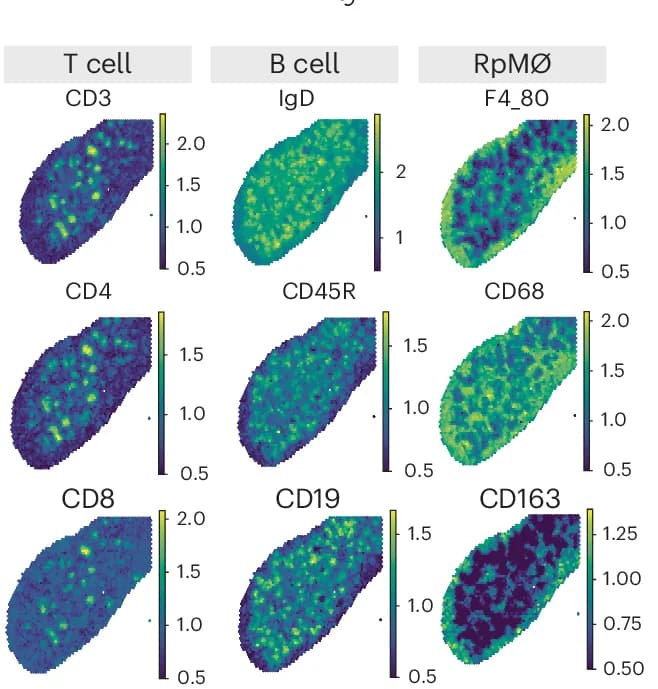 Open access visualization of Heatmap, Normalized ADT Levels, Surface Markers, T Cells, B Cells
